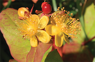 Tutsan