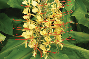 Wild ginger