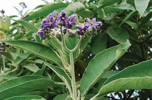 Woolly nightshade