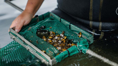 Image of a net full of clams