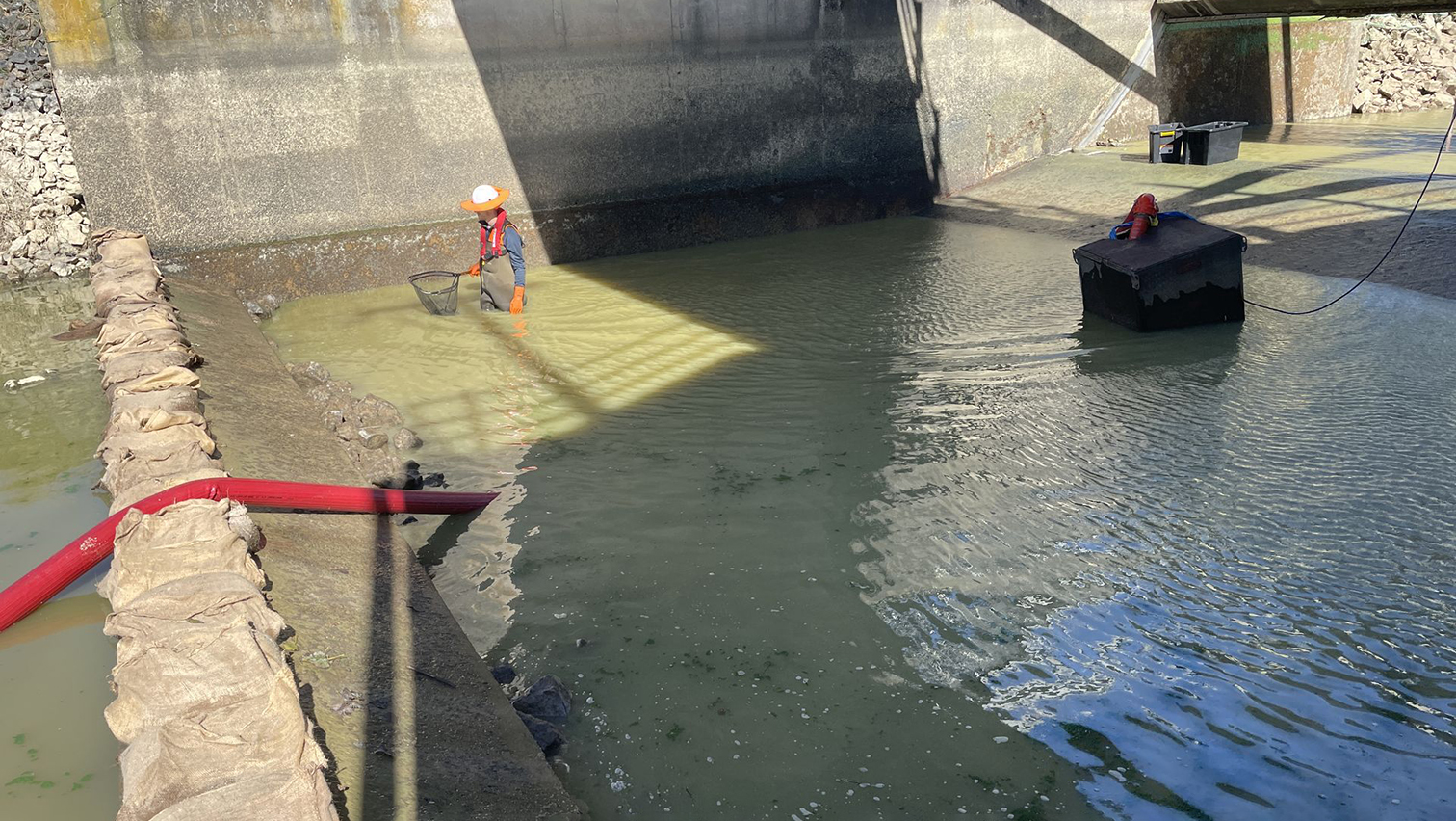 Photograph of council worker hand netting native fish species
