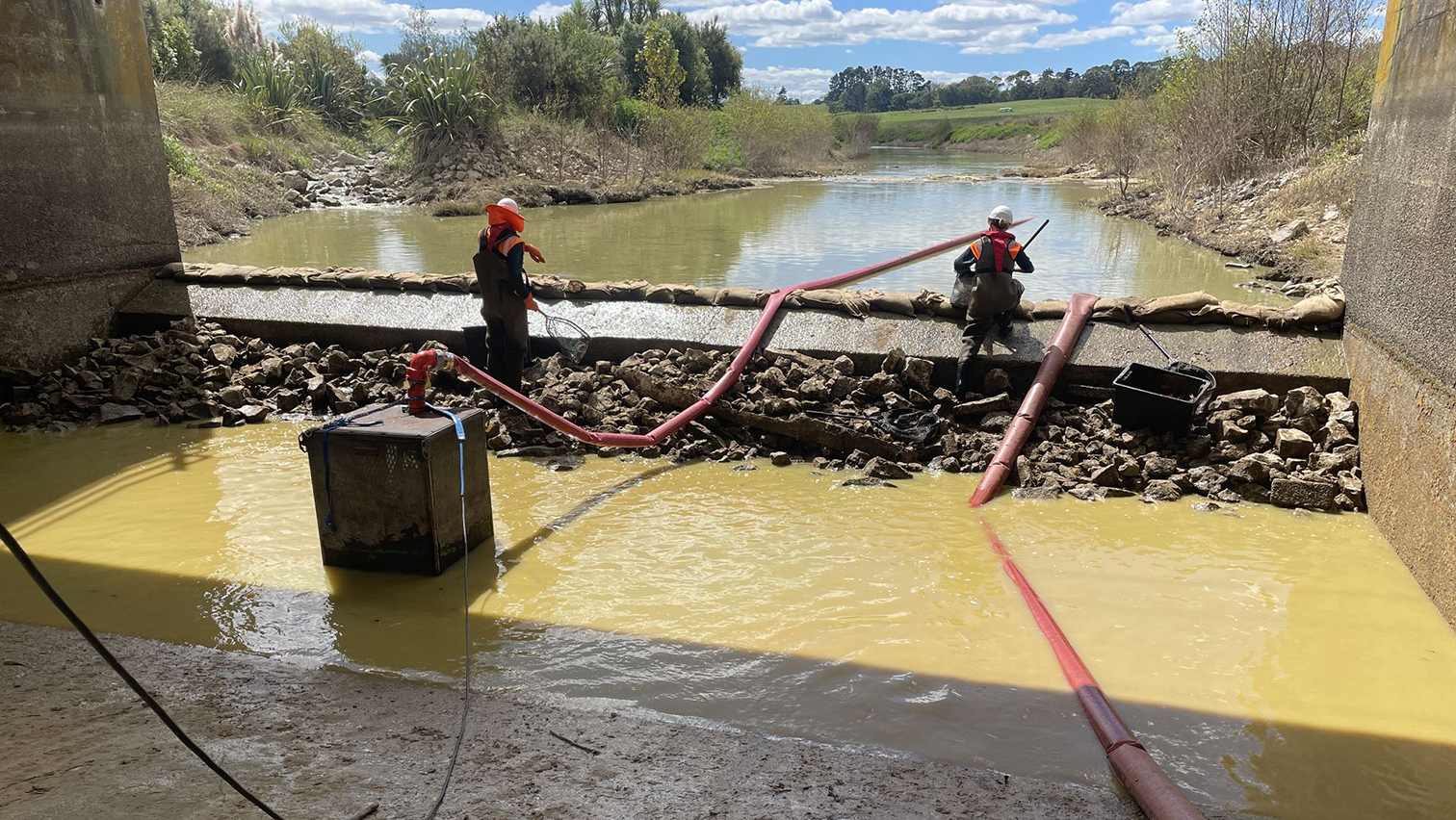 936 native fish species saved from hand netting in Lake Waikare