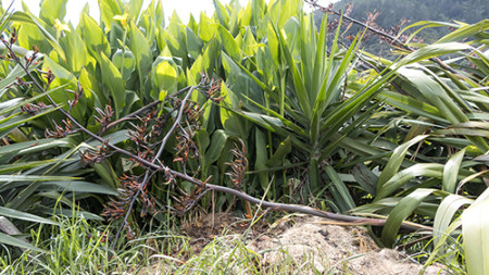 Image of a yukka plant