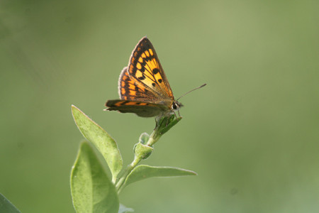Story Hub image - Copper butterfly