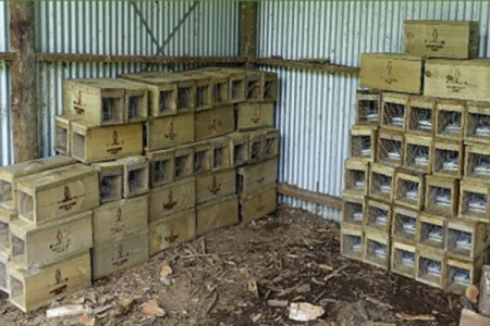 Traps waiting to being deployed by Kaitiakitanga Charitable Trust