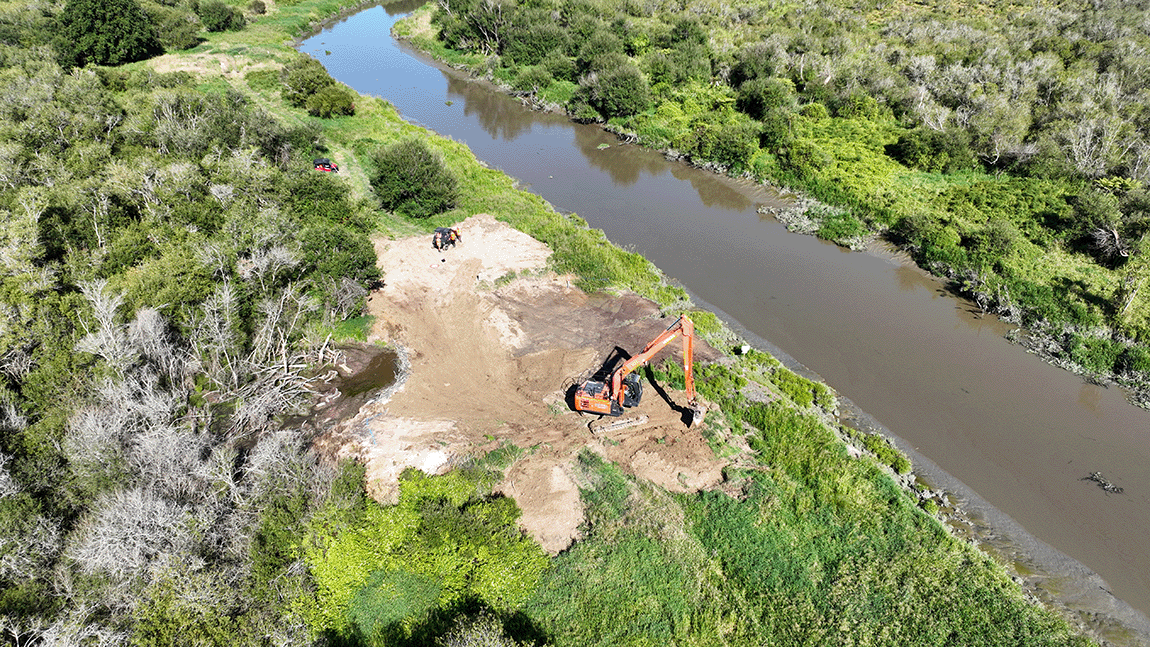 Image - Golden dodder removal  at Kopuatai