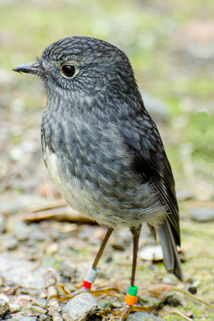 A north island robin or toutouwai