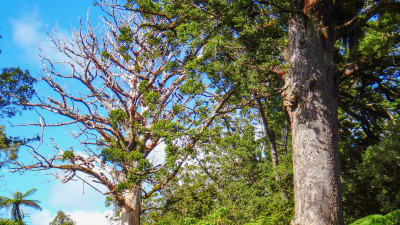 A large kauri killed by kauri dieback disease adjacent to healthy tree in Waipoua forest.