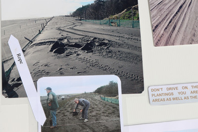 The first planting on the coast was destroyed by vehicles.