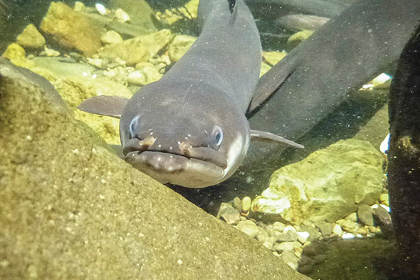 Image - longfin eel