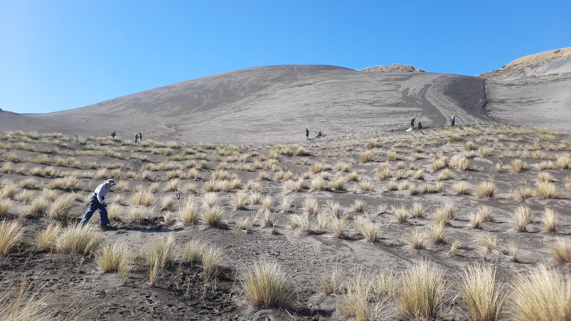 Image - Coastcare dune planting at Ngārahae Bay