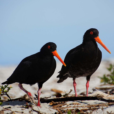 Image of two Variable Oystercatchers