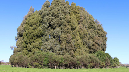 Image of sheltered area to protect inner remnant