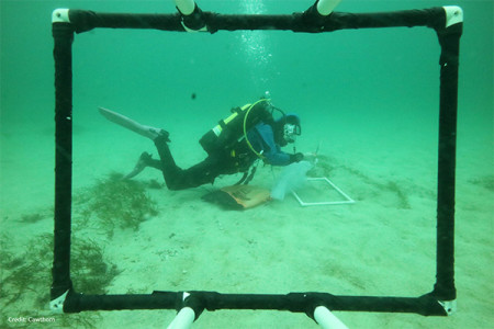 Diver checking out a seagrass survey