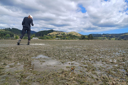 Waikato Regional Council staff member monitoring seagrass at low tide