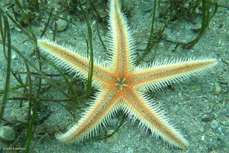 Starfish sitting amongst the seagrass