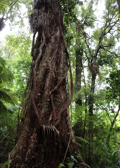 Harata Tree Kaitiaki of the bush | Waikato Regional Council