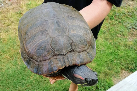 A very large red eared slider turtle being held after removal from a pond