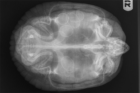 X-ray of a female turtle showing the eggs she is carrying