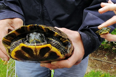 A size comparison of a large dinner plate sized and a very small mouse sized reed eared slider turtle