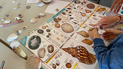 Hands on marine biosecurity learning for Raglan children