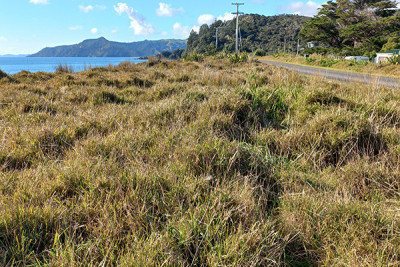 View over the scrubby backdunes
