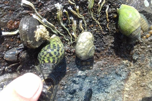 Pointing to a marine creature in a rockpool