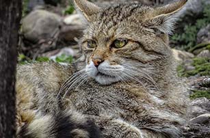 Feral cats