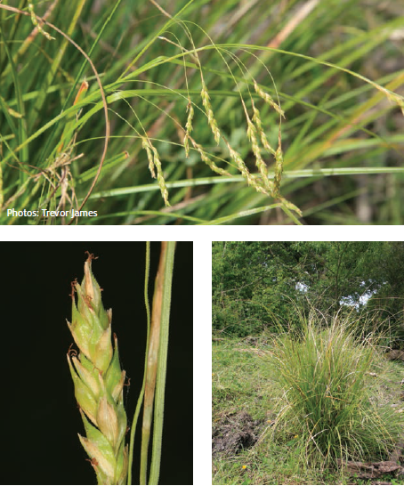 Australia sedge