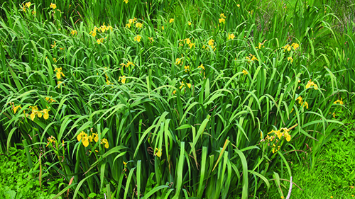 Yellow flag iris