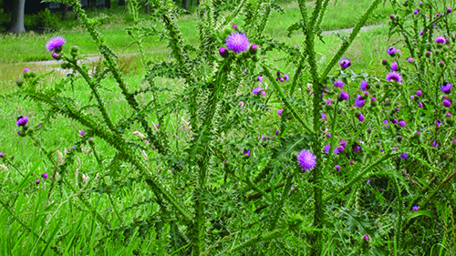 Plumeless thistle