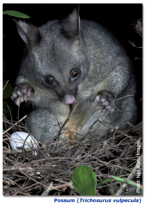 Image - Possum