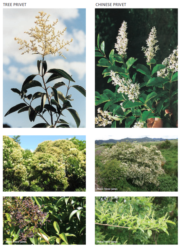 Image - Tree and chinese privet