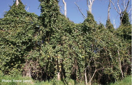 Banana passionfruit covering trees