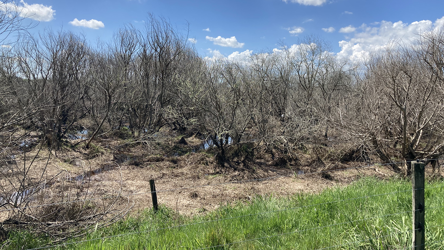 After willow control.