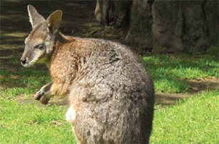 Wallaby