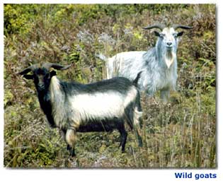 Wild goats