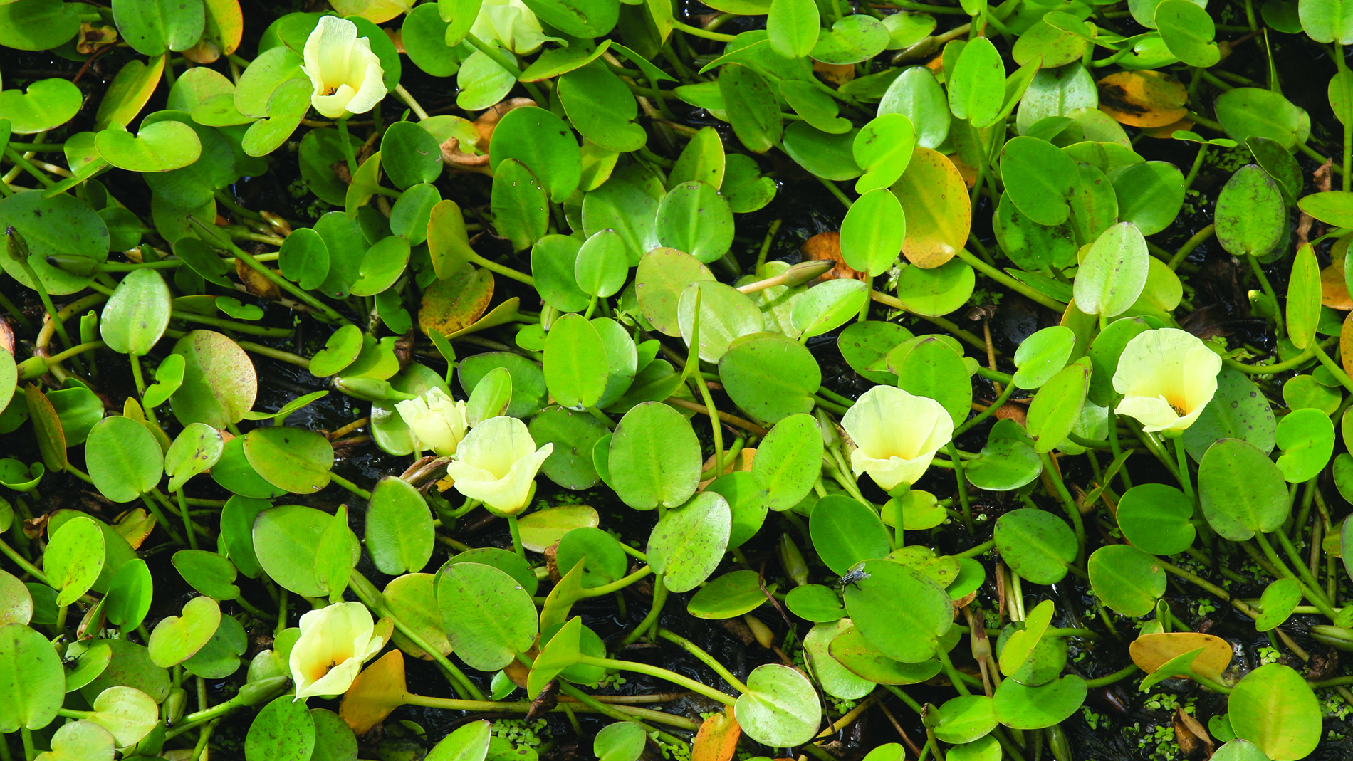 Image of water poppy