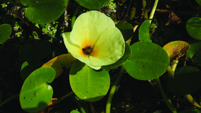 Close up image of a water poppy
