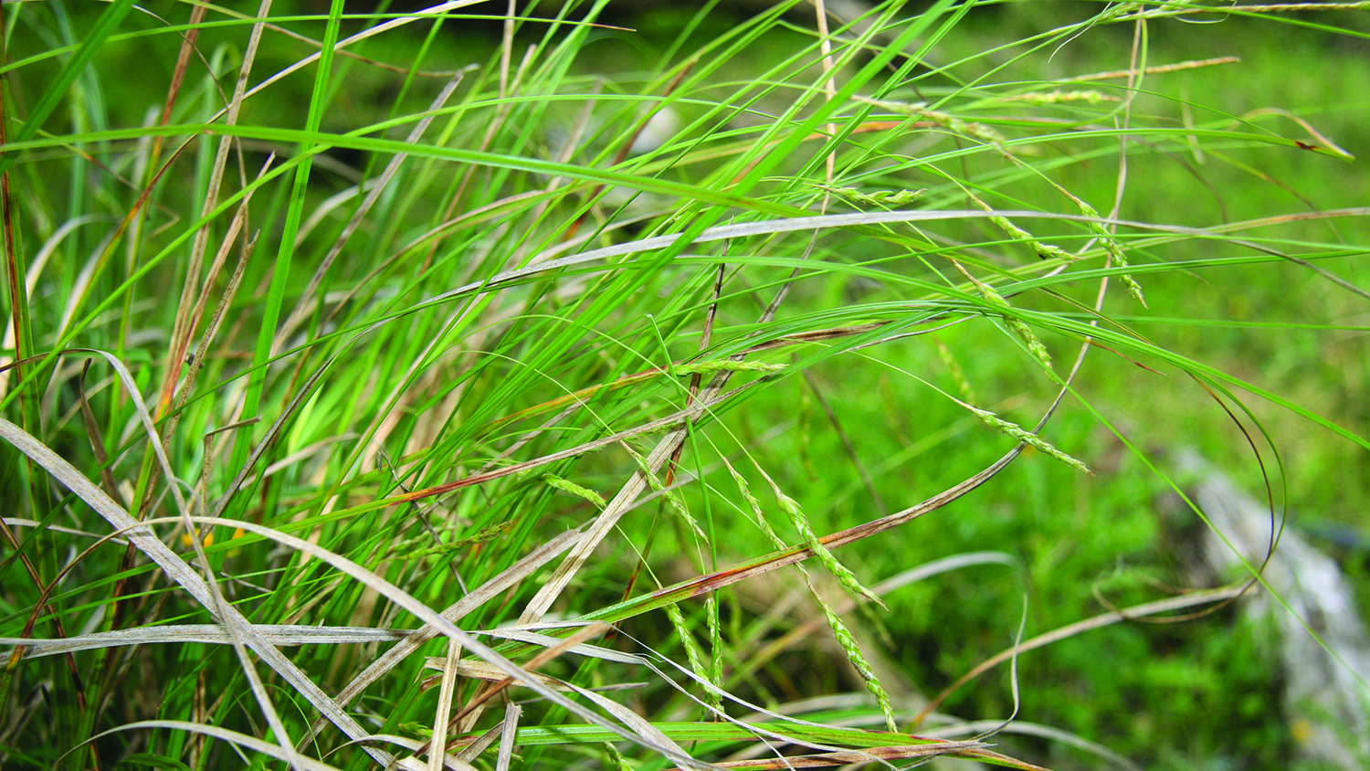 Image - Australian sedge plant