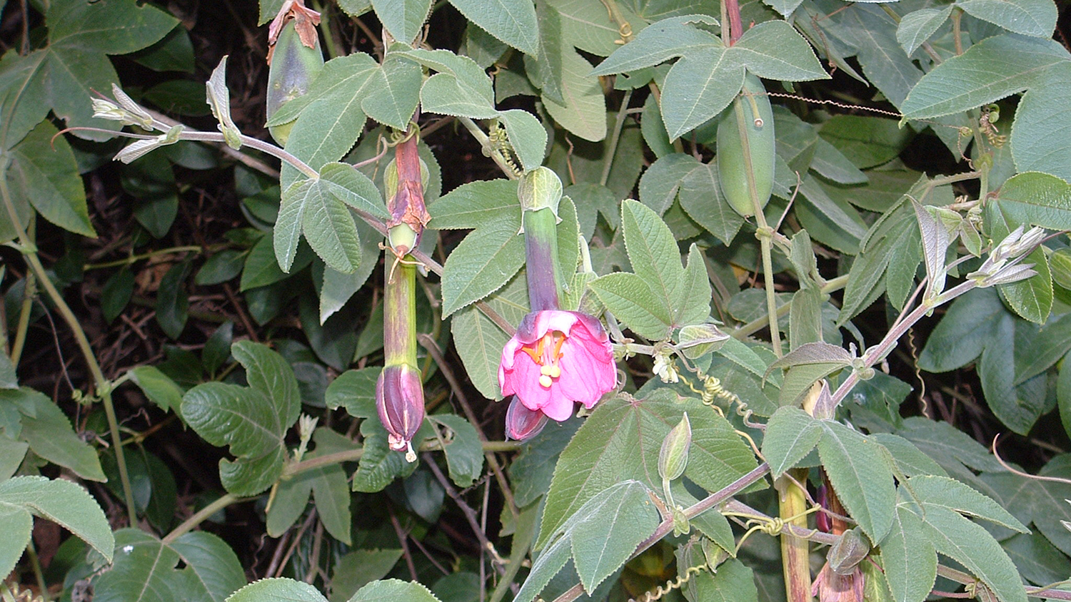 Image - Banana passionfruit