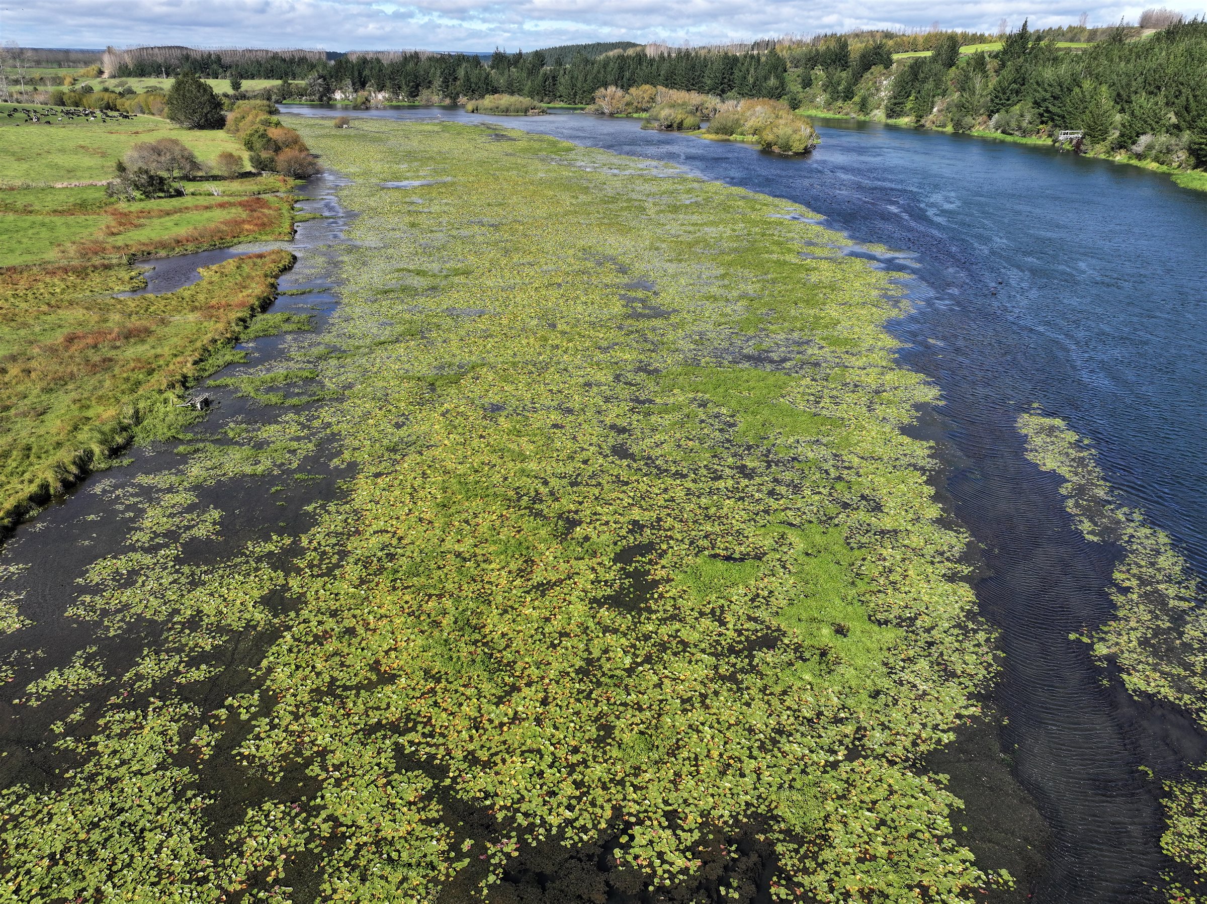 Aerial drone view of Mexican waterlily covering a large part of a river