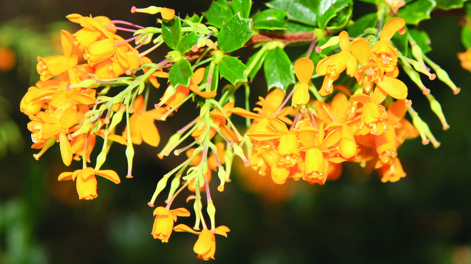 Image - Darwin's barberry