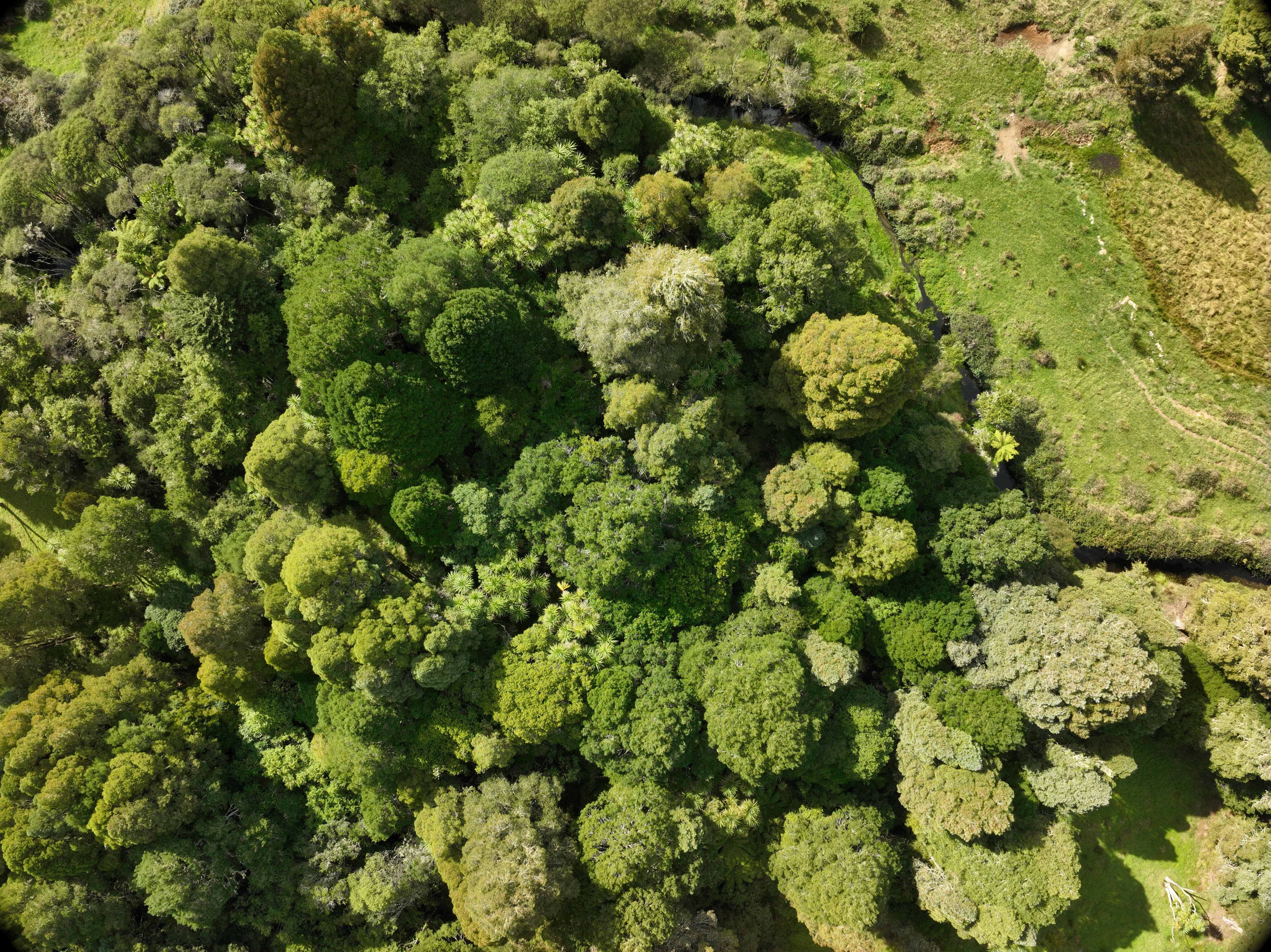 Aerial drone view looking down on dense green native bush canopy
