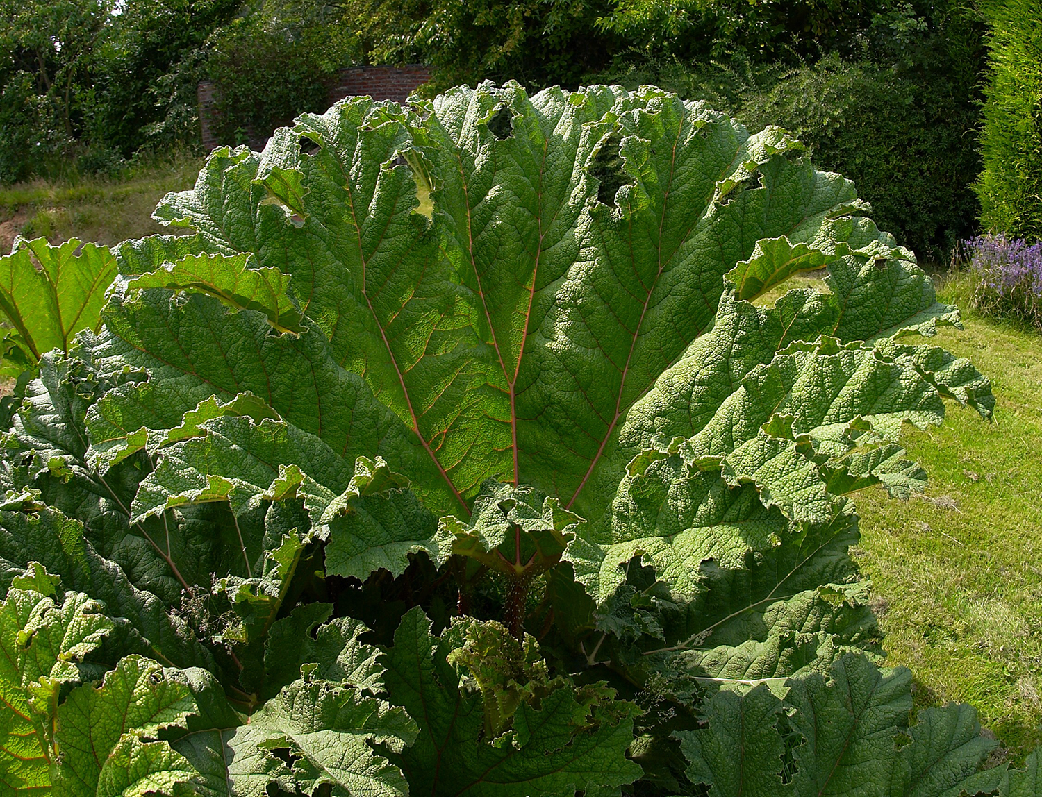Image - Giant gunnera