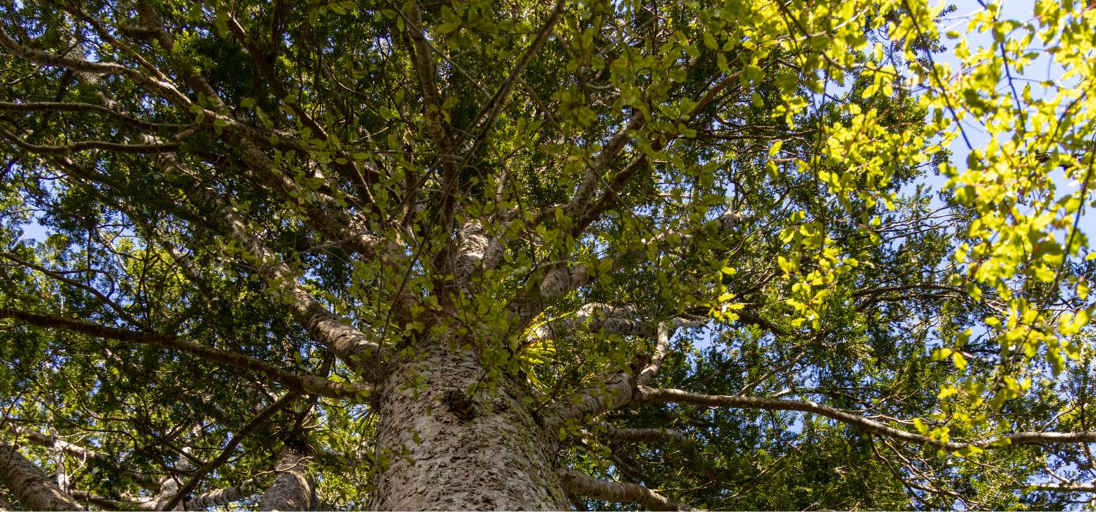 Kauri tree trunk and canopy in the Coromandel forest