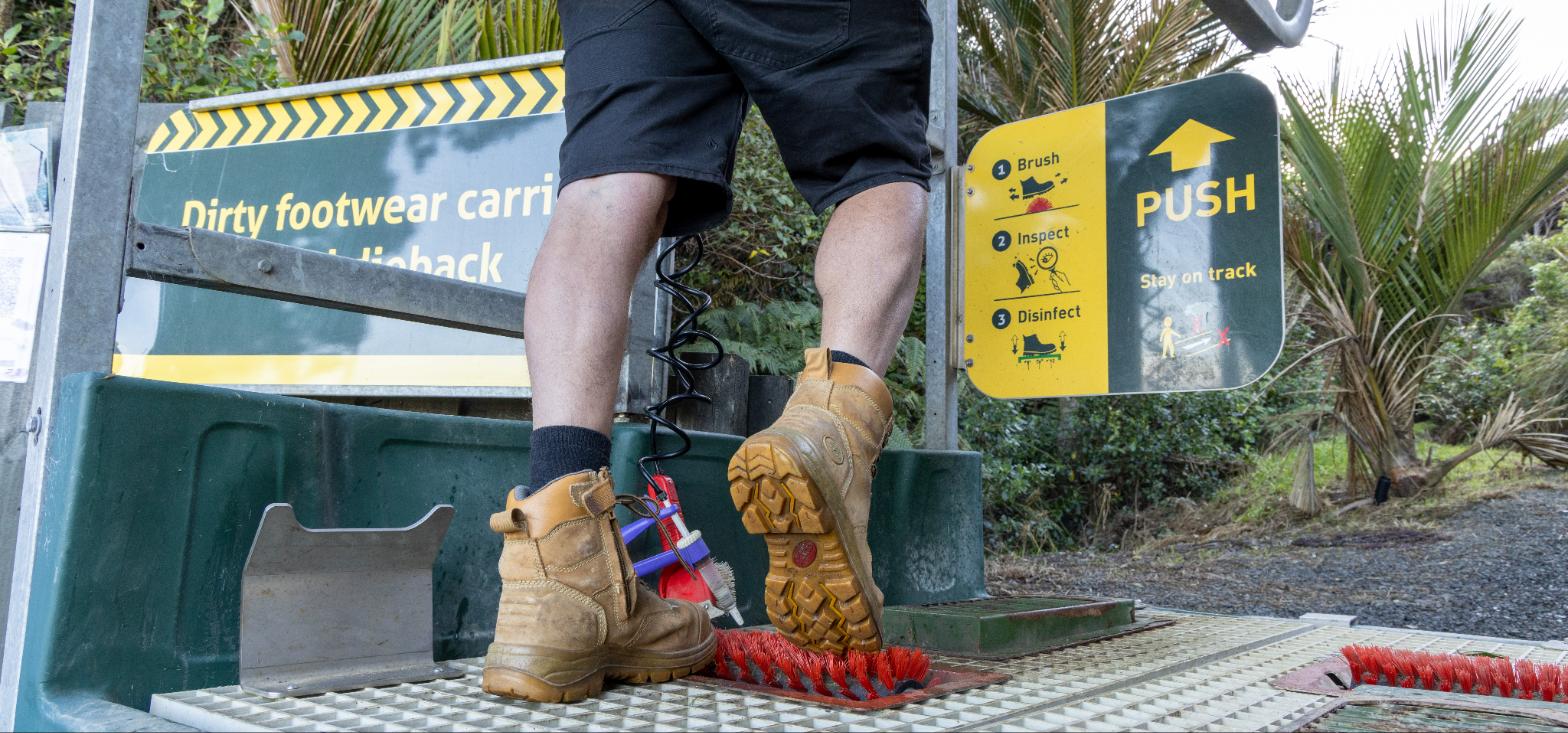 Boots stepping onto a kauri dieback cleaning station, with signage warning that dirty footwear carries kauri dieback