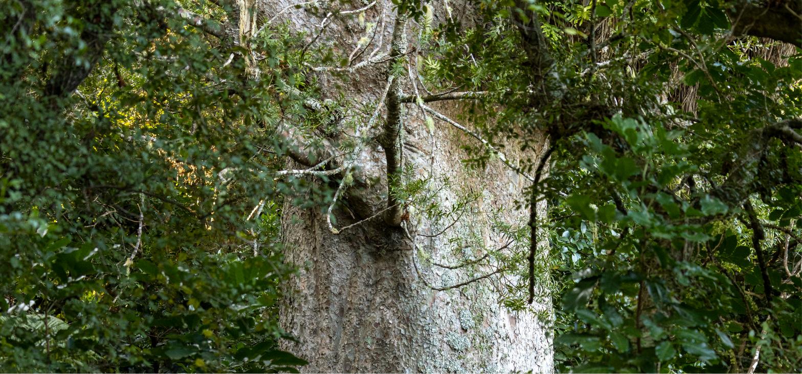 Kauri tree trunk bark detail, Coromandel forest