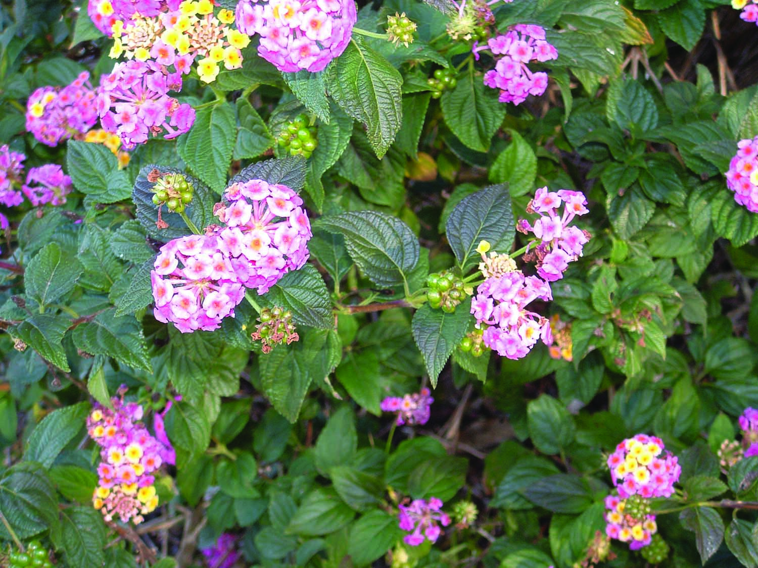 Image - Lantana