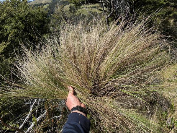 Hand holding a clump of light green to yellow-green thin and tightly rolled needle like leaves